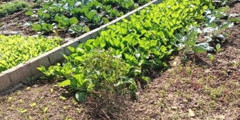 bán đất tự nhiên-thường tín-giá nhỉnh 700tr