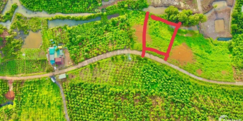 Đất vườn Gia Lai ngay TP Pleiku giá 295 triệu /nền (100% ) giá tốt tận gốc .