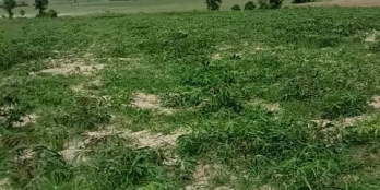 em cần ra lô đất gần quốc lộ 25 ở xã Sơn Phước - huyện Sơn Hoà - tỉnh Phú Yên.