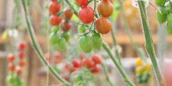 Chính chủ bán 10x20m2 đất Full thổ cư gần chợ ngã 5 Đambri , view hồ.