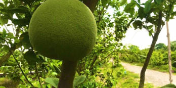 Cần bán 1000m2 đất vườn bưởi ở Củ Chi, đường xe tải giá bán 1tỷ 850tr, SHR