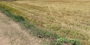 Cần bán vài lô đất ngang 20 x 50 tại Đồng Phú giá 400Triệu