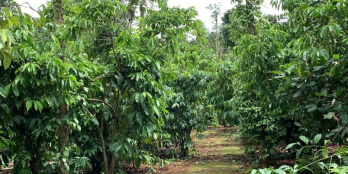 B196 - (10,8 tỷ) Bán khu vườn đất đỏ rất đẹp, bằng phẳng, giá khá tốt tại Kim Lo