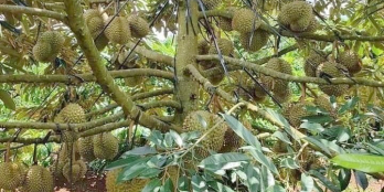 Đất 410 triệu sổ riêng bao sang tên công chứng