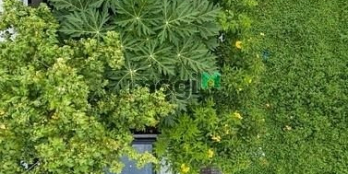 Bán gấp siêu biệt thự DT 50mx20m đường Trần Ngọc Diện Thảo Điền