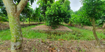 Cần Bán 2000m2  Đất Vườn Mặt Tiền Đường Kênh 4 Mét