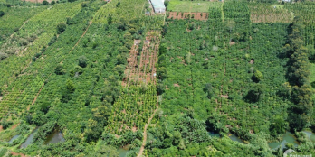 Ôm 75m mặt đường,cách ql 1km,đường đi trên sổ,khu đông dân cư,full sổ