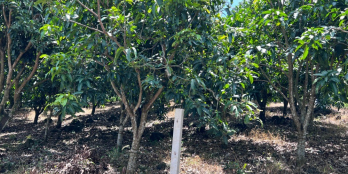 Chính chủ cần bán gấp  2 sào đất vườn , Xã Phú Ngọc, Định Quán, Đồng Nai 780TR