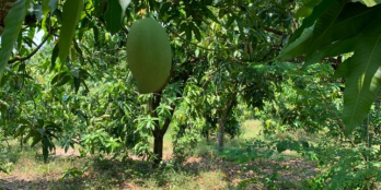 cần bán gấp đất Vườn Xoài,Phú Ngọc, Định Quán. Giá 750tr LH 0349 544 767