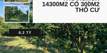 Bán vườn bưởi Xã Phú Lý, Vĩnh Cửu Đồng Nai 14300m2 giá 8.2 tỷ
