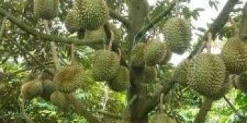 Đất giá rẻ chỉ với 451 triệu , sở hữu ngay lô đất ngay trung tâm