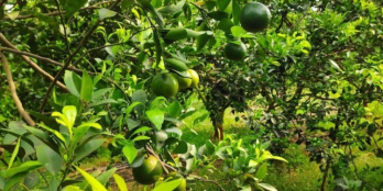 Cần bán gấp gấp 1 lô đất vườn PHÚ NGỌC,ĐỊNH QUÁN giá cực  tốt LH 0349 544 767