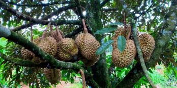 Chỉ 542triệu ( 100% , giá đã bao gồm thuế phí ) sở hữu ngay lô đất mặt tiền