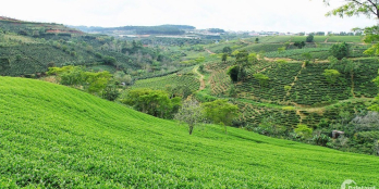 Nền Biệt Thự ven Hồ Bảo Lộc 500m2 20x25 8tr/m2 sổ sẵn