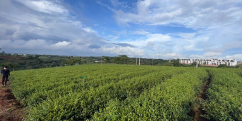 tại sao bạn không sở hữu đất biệt thự nghỉ dưỡng view độc 500m2 300m2tc Bảo Lộc