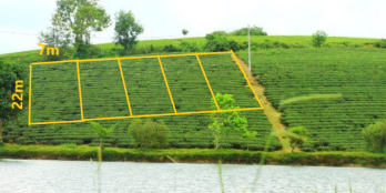 nghỉ dưỡng view hồ vire dồi chè 150m2 80mtc bảo lộc