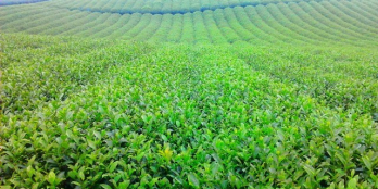 đất nghỉ dưỡng 150m2 80tc view hồ dồi chè cực đẹp bảo lộc