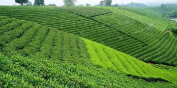 đất nghỉ dưỡng view hồ view đồi chè 150m2 80mtc bảo lộc . pháp lý rõ ràng