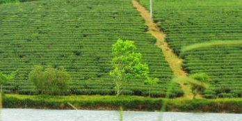 bán đất view dẹp view hồ view đồi chè 150m2 80mtc bảo lộc