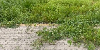 cần bán 5x13m2, thổ cư 100%, SHR