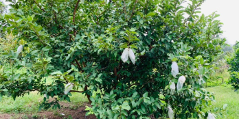 Nhà Vườn sinh Thái khu vực hồ Trị An chỉ với 650trieu trả trước