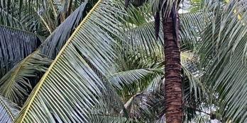 Chủ cần bán gấp 5,3 công đất vườn hẻm Quốc lộ 60 giá 4,8 tỷ.