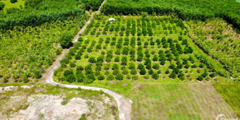 Chính chủ cần bán đất vườn bưởi xã Sông Cầu Khánh Vĩnh giá rẻ chỉ 850 Triệu