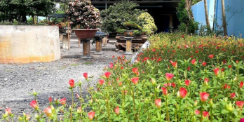 Tôi bán gấp nhà vườn 1000m2 Bình Lợi Bình Chánh,bao công chứng,MT 8m.O7929I77I8