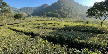 Đất nền Mộc Châu đón đầu cao tốc view đồi chè cực đẹp phù hợp làm homestay