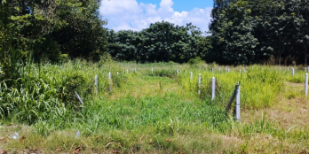 Bán 90m2 SHR, Phú Hòa Đông, 1 tỷ 525