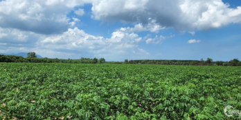 6 mẫu đất chính chủ gần suối khoáng nóng Bình Châu, mặt tiền lớn