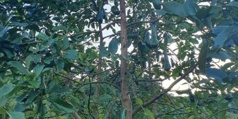 Bán gấp đất mặt tiền có Suối lớn Đại Nga 950tr/555m2 tại Lâm Đồng.