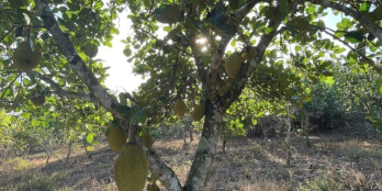 SIÊU PHẨM 1 SẸC BÀU CẠN , LONG THÀNH , ĐỒNG NAI GIÁ CỰC TỐT