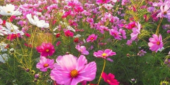 Sắp tới ngày trả nợ ngân hàng tôi cần bán gấp hơn nửa sào đất view Suối