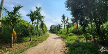 8000m Cực Đẹp sẵn nhà sàn cây cối 100 gốc bưởi cần bán Gấp Mỹ Hoà Tân Lạc Giá Rẻ