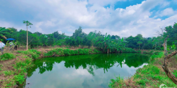 Vườn sinh thái có ao cá đẹp 2499m2, Chỉ 5.9 tỷ, 0932729823
