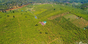 Bán nguyên quả đồi Lộc Phú-có suối bao quanh