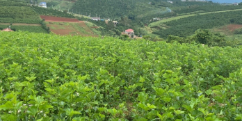 Bán đất dambri giá rẻ bất ngờ hơn 200