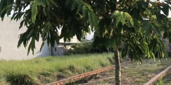 Bán đất Mặt tiền Phan Văn Mảng, Bến Lức, gần KCN Thuận Đạo, 1 tỷ 250 triệu/100m2