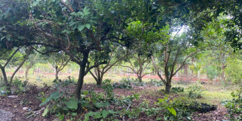 Bán 3 sào đất có vườn bơ và vườn mít siêu đẹp