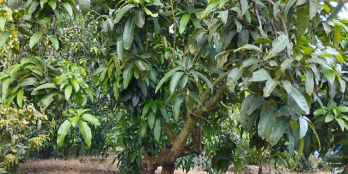 Không xoay được tiền, cần bán vườn xoài như hình