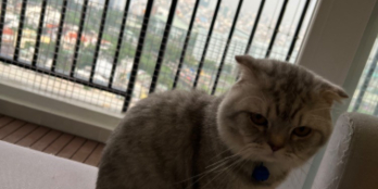 Bán căn hộ Richmond view cực chill