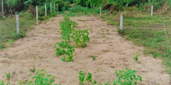 Đất gần mặt tiền thổ cư 116m2 - Củ Chi