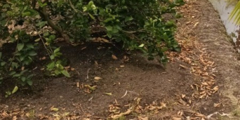 550triệu / 1000m2 đất vườn đang trồng chanh tươi tốt , đường ô tô tới đất