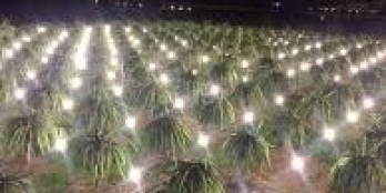 Đất gần QL1A, diện tích lớn, thích hợp làm nông trại xã Hồng Thái. Sang tên ngay