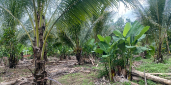 Bán vườn trái cây giá rẻ đã xây rào