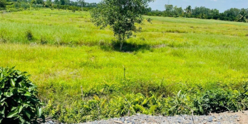 1000m2 đất vườn Thạnh Hòa giá chỉ 950 triệu