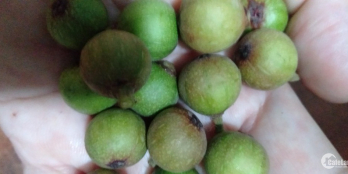 BÁN GẤP CANH NHÀ 1TRỆT 2 LÂÙ KHU PHỐ 2 PHƯỜNG TÂN CHÁNH HIỆP , QUẬN 12