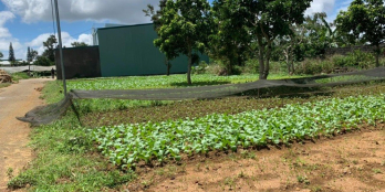 Nền ngang 14 nở hậu Phường 2, Tp.Bảo Lộc. Sát Ql_20 có sẵn 200m2 TC