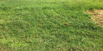 Bán Đất Thổ Cư Giá Rẽ 495 Triệu, 5x33, Thanh Phước, Gò Dầu, Tây Ninh